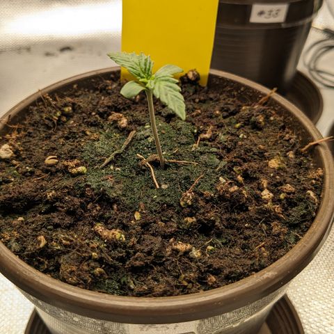 #31 White Widow growlog timeline photo