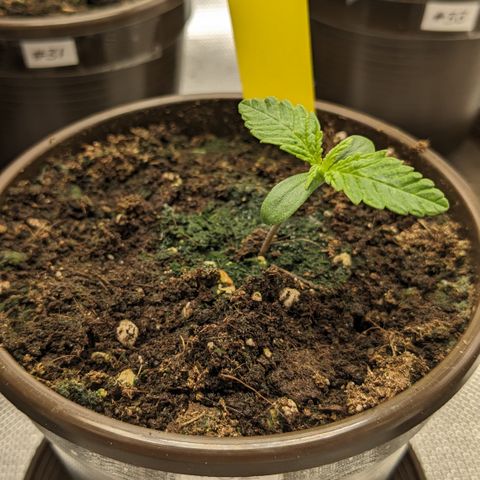 #32 Purple Skunk growlog timeline photo