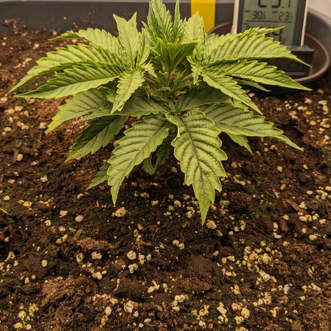 #26 Double Kush Cake growlog timeline photo