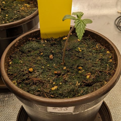 #33 Purple Skunk growlog timeline photo