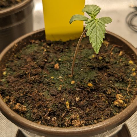 #33 Purple Skunk growlog timeline photo