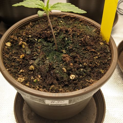 #30 Afghani #1 growlog timeline photo