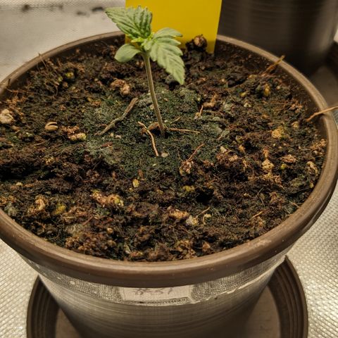 #31 White Widow growlog timeline photo