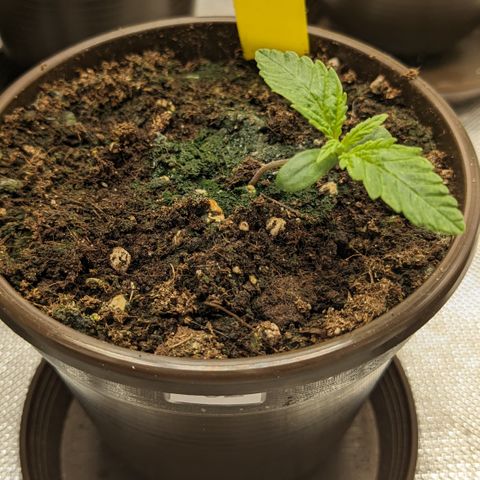 #32 Purple Skunk growlog timeline photo