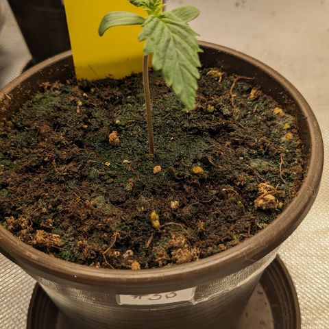#33 Purple Skunk growlog timeline photo