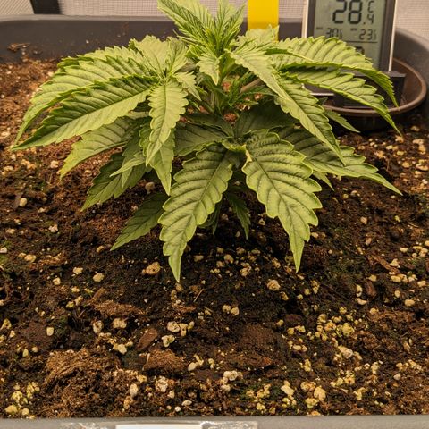 #26 Double Kush Cake growlog timeline photo