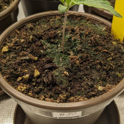 #30 Afghani #1 growlog timeline photo