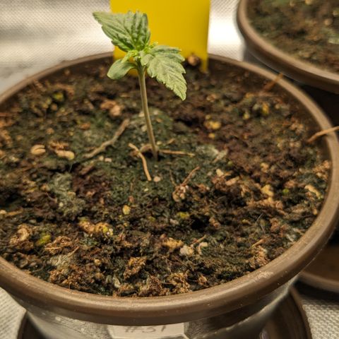 #31 White Widow growlog timeline photo