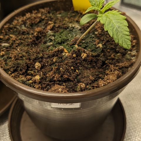 #32 Purple Skunk growlog timeline photo
