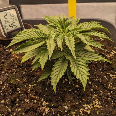 #26 Double Kush Cake growlog timeline photo
