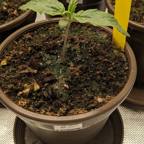 #30 Afghani #1 growlog timeline photo
