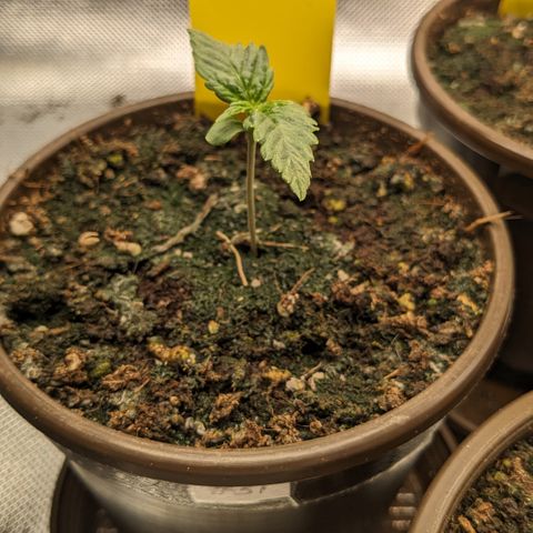 #31 White Widow growlog timeline photo