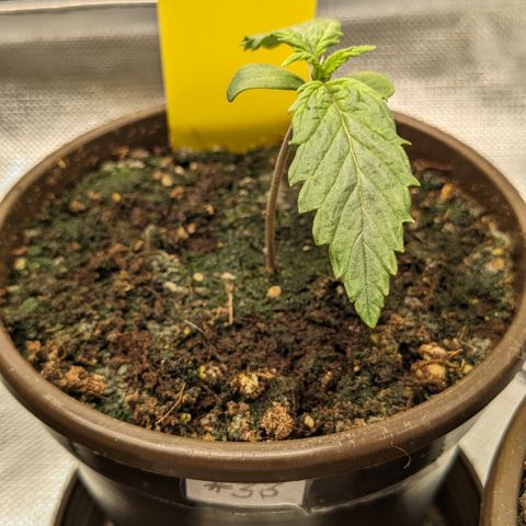 #33 Purple Skunk growlog timeline photo