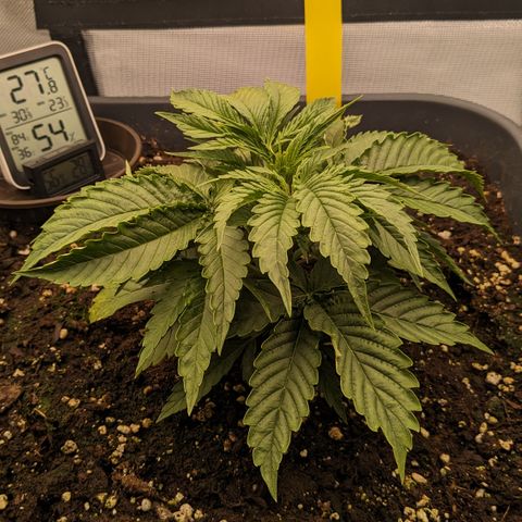 #26 Double Kush Cake growlog timeline photo