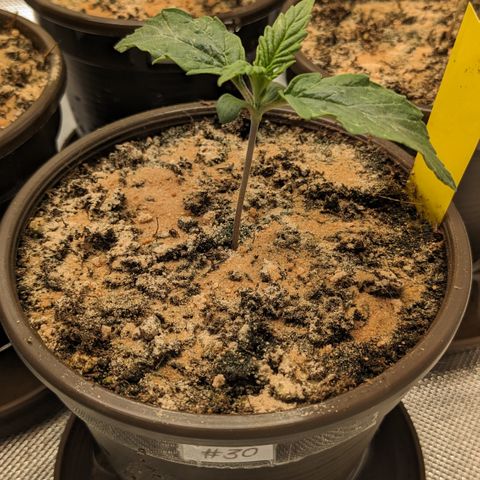 #30 Afghani #1 growlog timeline photo