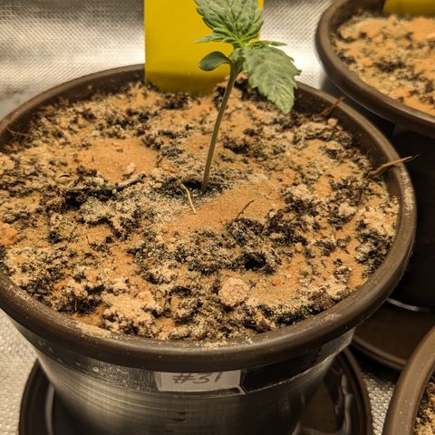 #31 White Widow growlog timeline photo