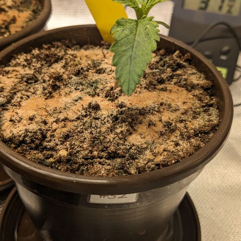 #32 Purple Skunk growlog timeline photo