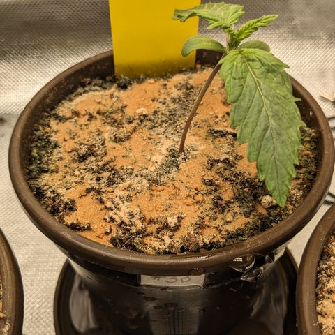 #33 Purple Skunk growlog timeline photo