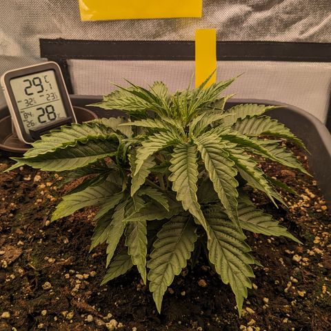 #26 Double Kush Cake growlog timeline photo