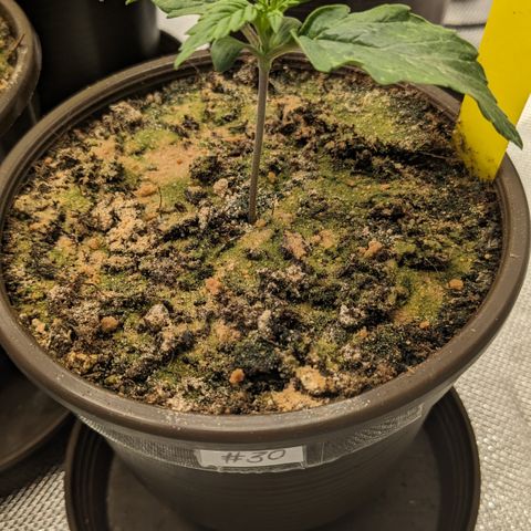 #30 Afghani #1 growlog timeline photo