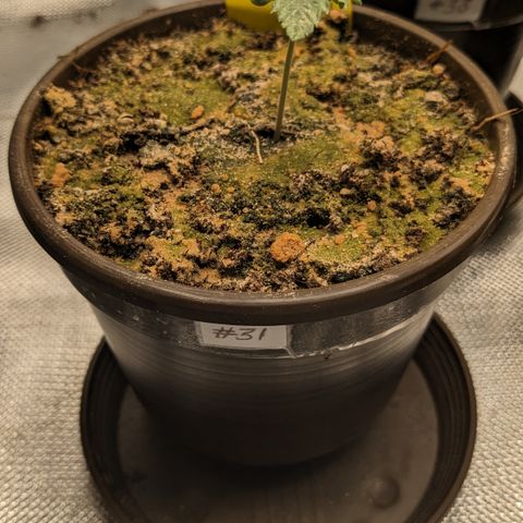 #31 White Widow growlog timeline photo