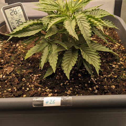 #26 Double Kush Cake growlog timeline photo