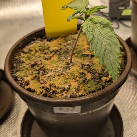 #33 Purple Skunk growlog timeline photo