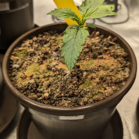 #32 Purple Skunk growlog timeline photo