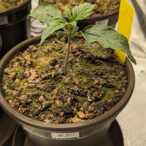 #30 Afghani #1 growlog timeline photo