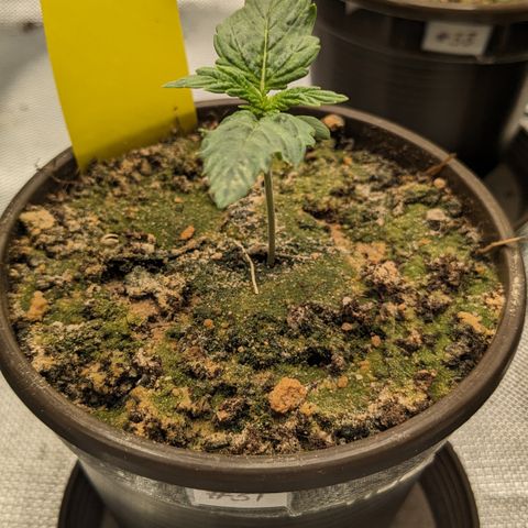 #31 White Widow growlog timeline photo