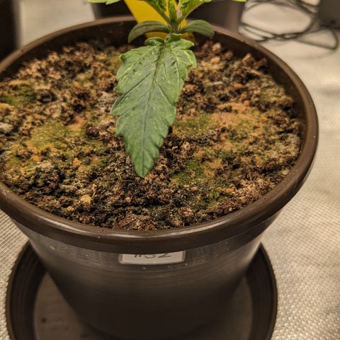 #32 Purple Skunk growlog timeline photo