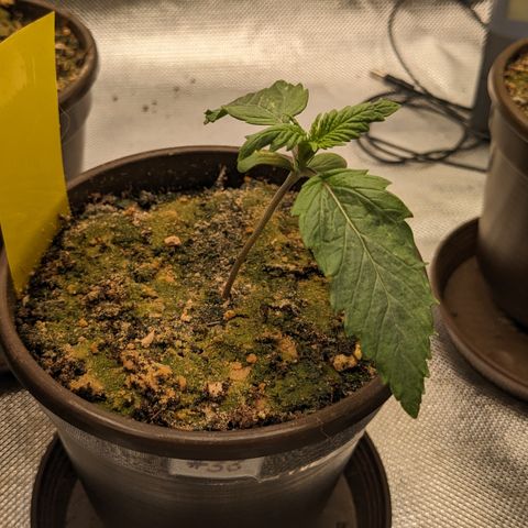 #33 Purple Skunk growlog timeline photo