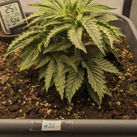#26 Double Kush Cake growlog timeline photo