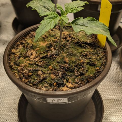 #30 Afghani #1 growlog timeline photo