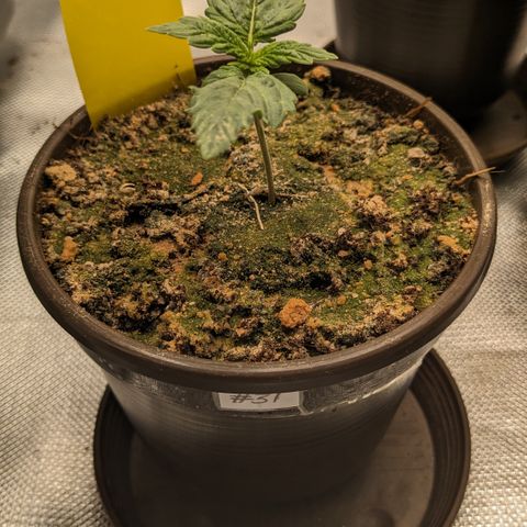 #31 White Widow growlog timeline photo