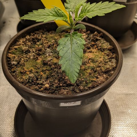 #32 Purple Skunk growlog timeline photo