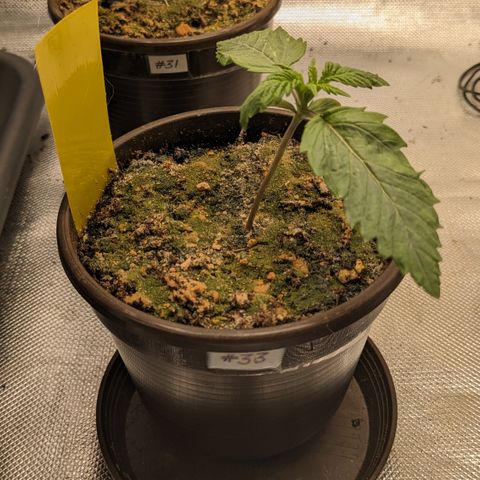 #33 Purple Skunk growlog timeline photo