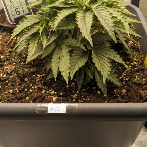 #26 Double Kush Cake growlog timeline photo