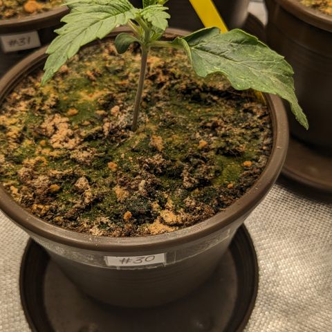 #30 Afghani #1 growlog timeline photo