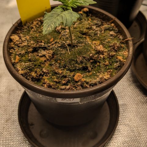 #31 White Widow growlog timeline photo