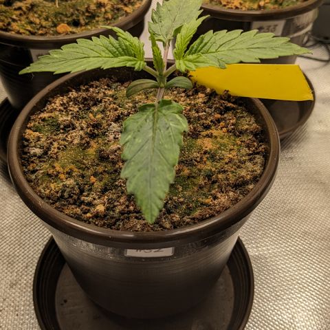 #32 Purple Skunk growlog timeline photo