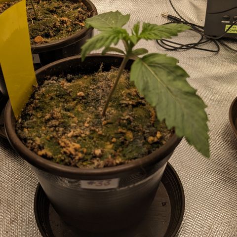 #33 Purple Skunk growlog timeline photo