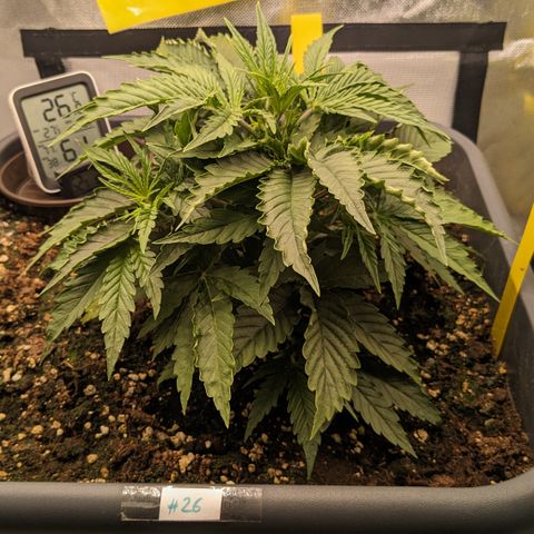 #26 Double Kush Cake growlog timeline photo