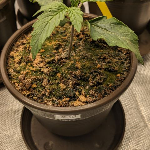 #30 Afghani #1 growlog timeline photo