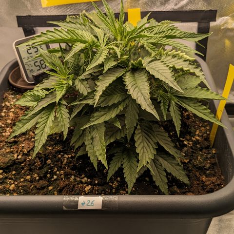 #26 Double Kush Cake growlog timeline photo