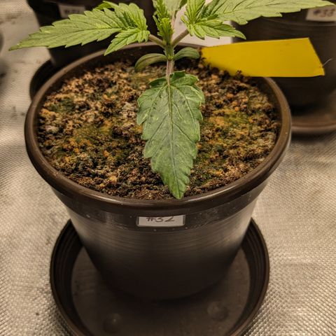 #32 Purple Skunk growlog timeline photo