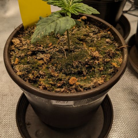 #31 White Widow growlog timeline photo