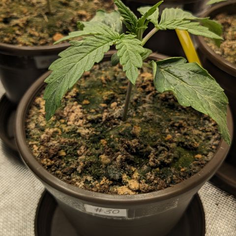 #30 Afghani #1 growlog timeline photo