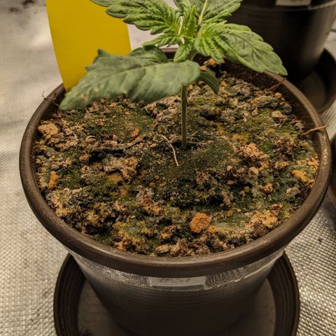 #31 White Widow growlog timeline photo