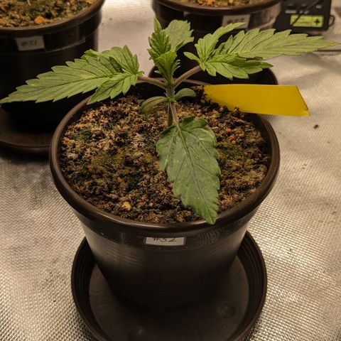 #32 Purple Skunk growlog timeline photo